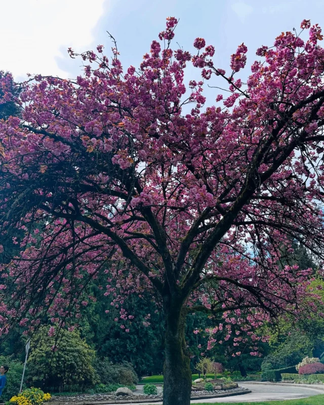 Cherry Blossom season 🌸🍒
